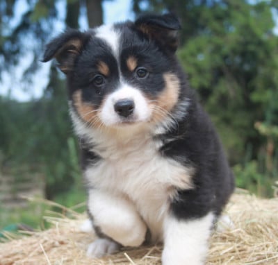 Les chiots de Berger Australien