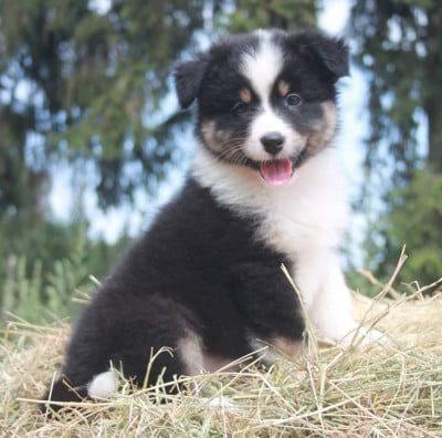 Les chiots de Berger Australien