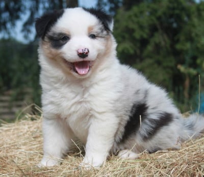 Les chiots de Berger Australien