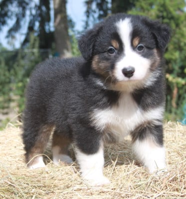 Les chiots de Berger Australien