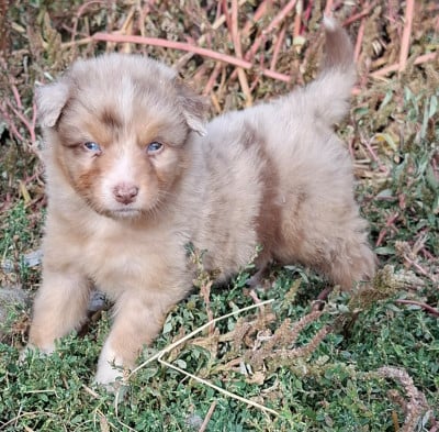 BROWNIE - Berger Australien
