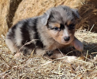 BOSCO - Berger Australien