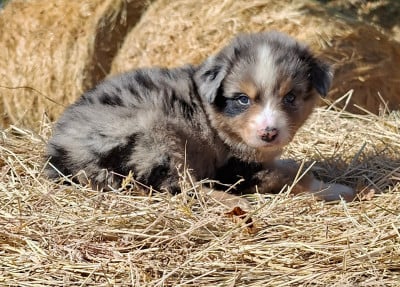 BILBO - Berger Australien