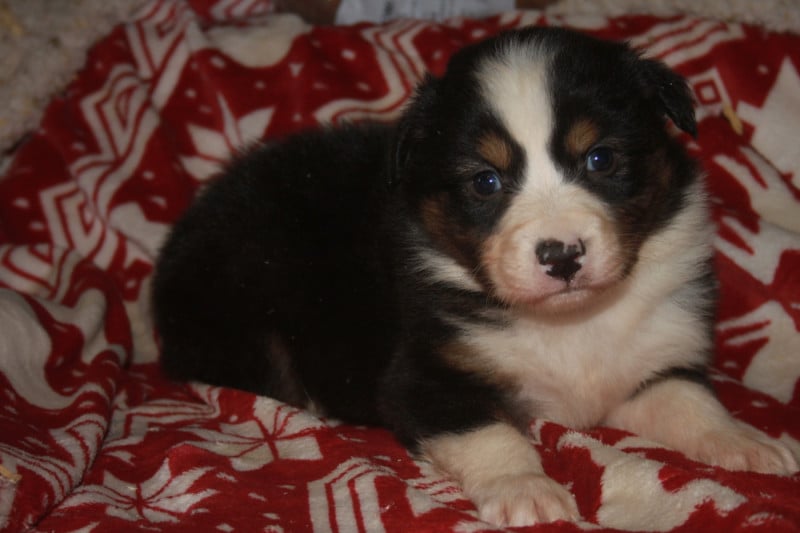 Berger Australien - de l'éclair du diamant