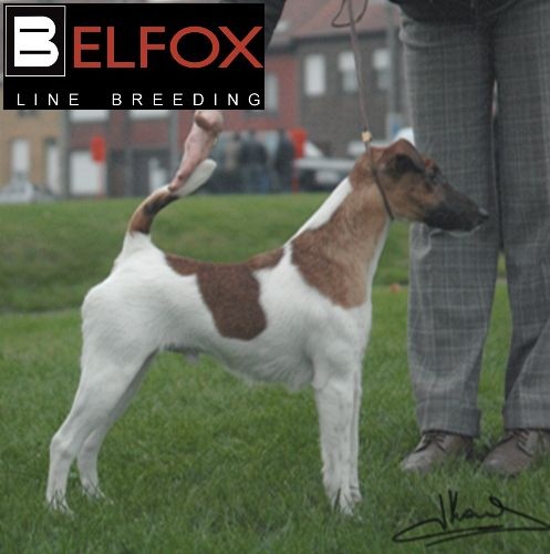 Publication : Belfox Auteur : claude Percheron