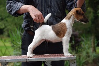 Belfox - Fox Terrier Poil lisse - Portée née le 21/04/2016