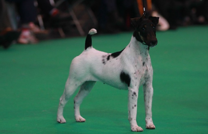 CH. Irony-belfox du Manoir Saint Adrien - 1st Limit Bitch RCC