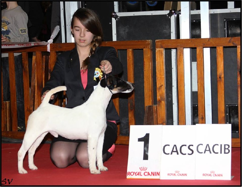 CH. Belfox Jerry - 1EX CAC - CACIB - BOB
