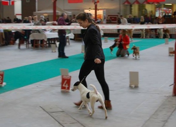 CH. Belfox Jerry - CAC - CACIB - BOB