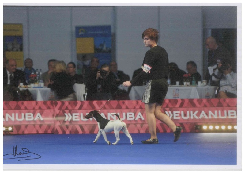 CH. Irony-belfox du Manoir Saint Adrien - 1ex JCAC / BOB / BOJ