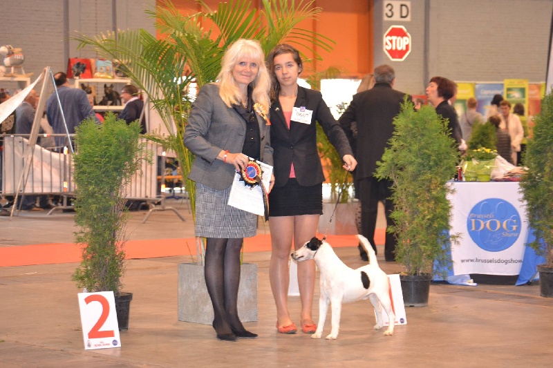 CH. Belfox Jerry - 1exc CAC-CACIB-BOB