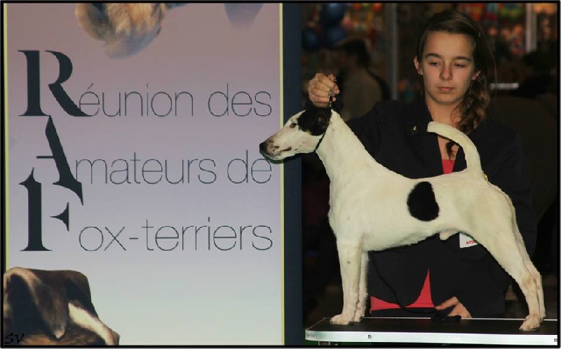 CH. Belfox Jerry - 1EX RCACS