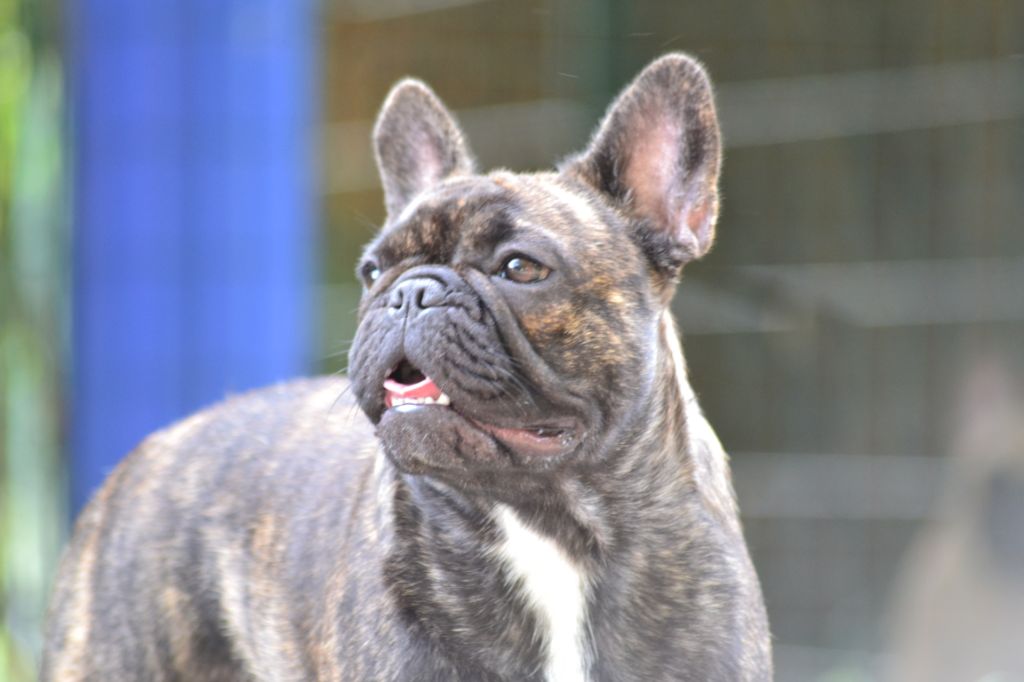 Publication : de la Roubine du Roy Auteur : Ludovic GARCIA