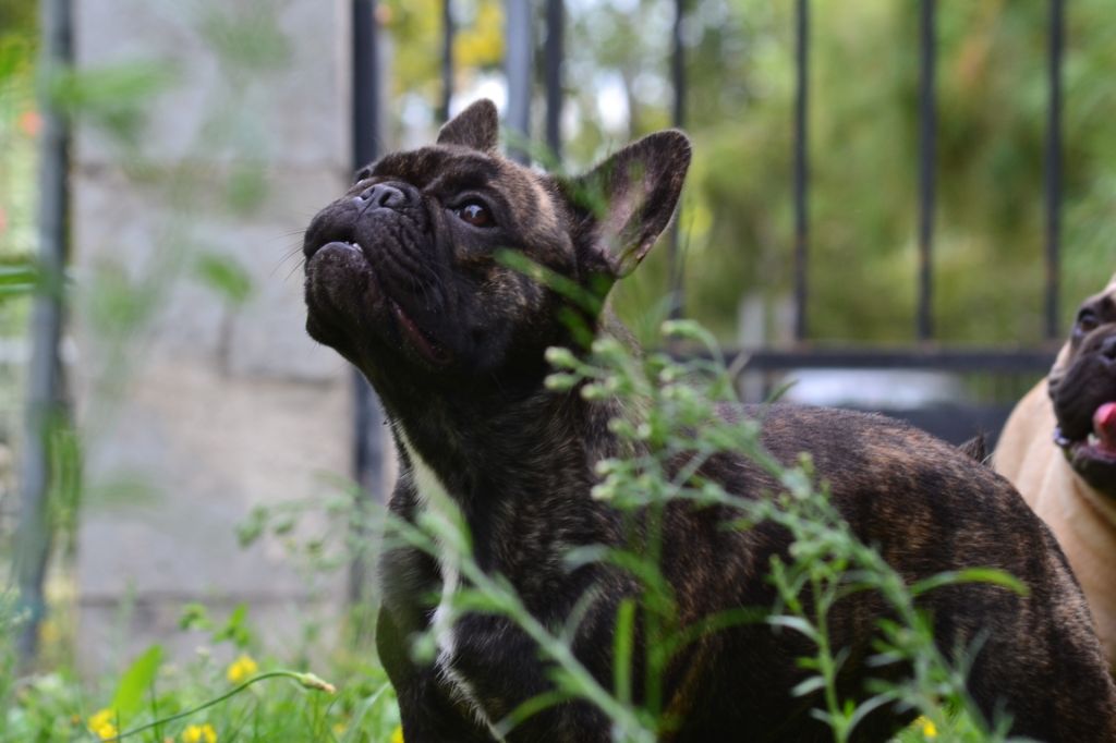 Publication : de la Roubine du Roy Auteur : Ludovic GARCIA