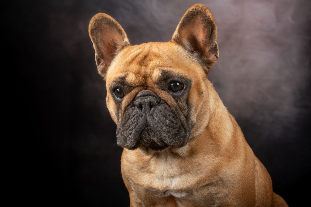 Uguette de la Roubine du Roy