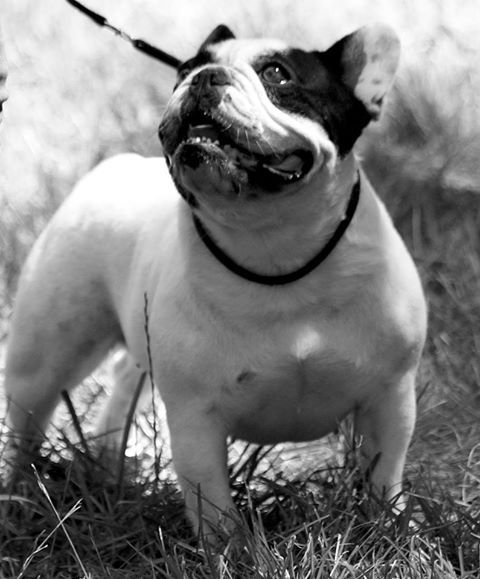 Publication : de la Roubine du Roy Auteur : Ghislaine HAREL