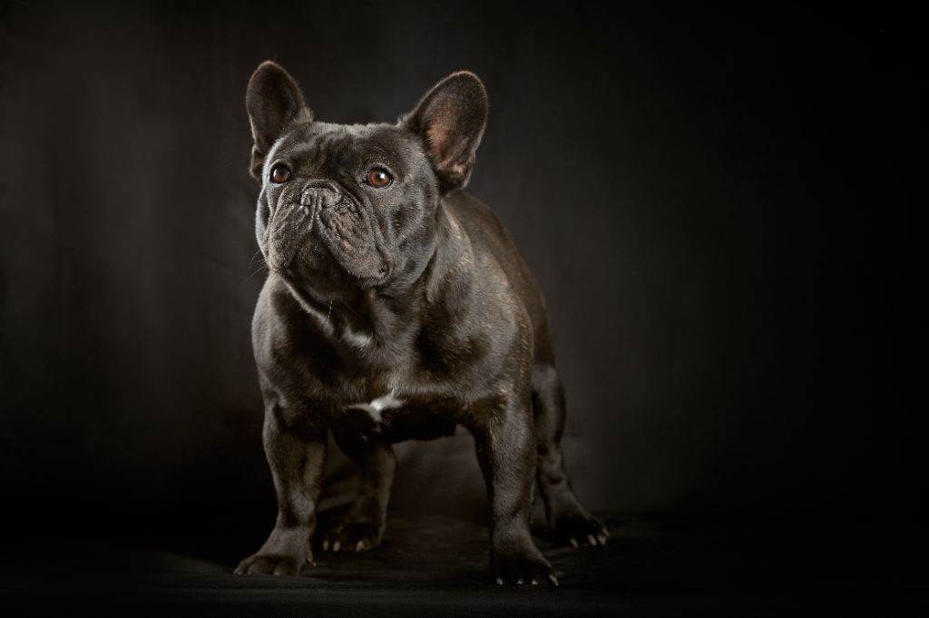 Rita mitsouko de la Roubine du Roy