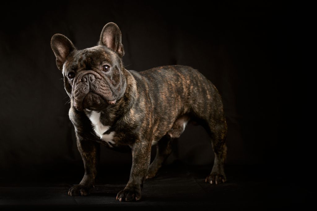 CH. Kelvin klyain silbern rauch