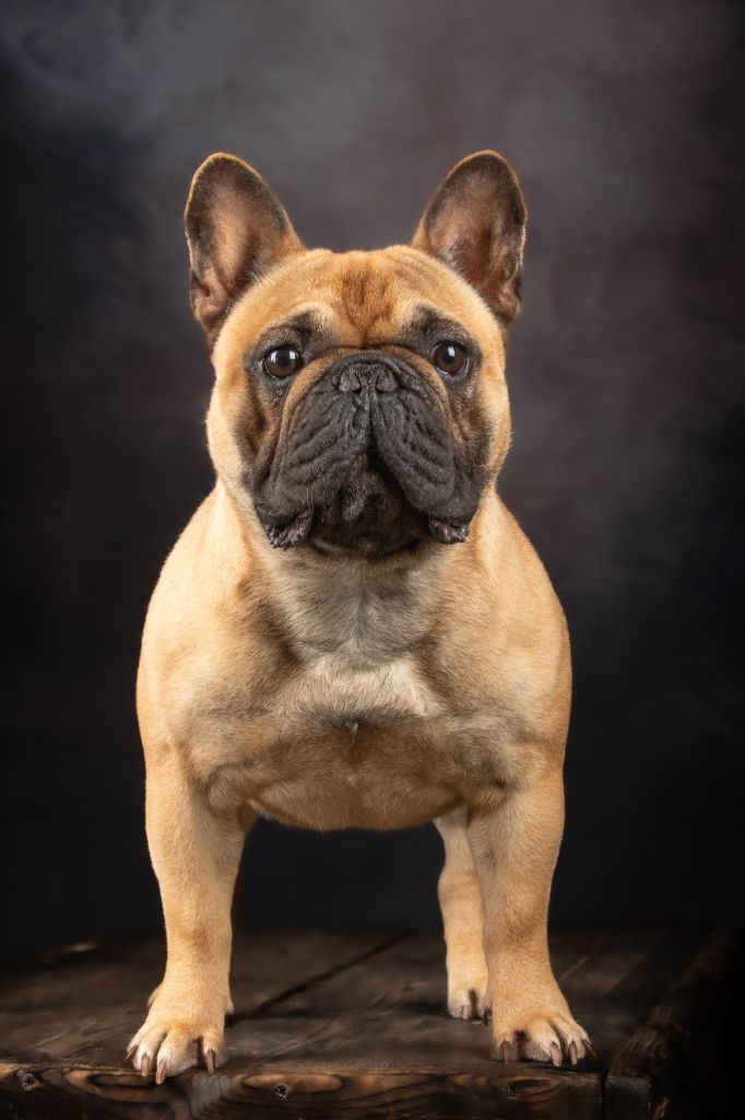 Lancelot silbern rauch