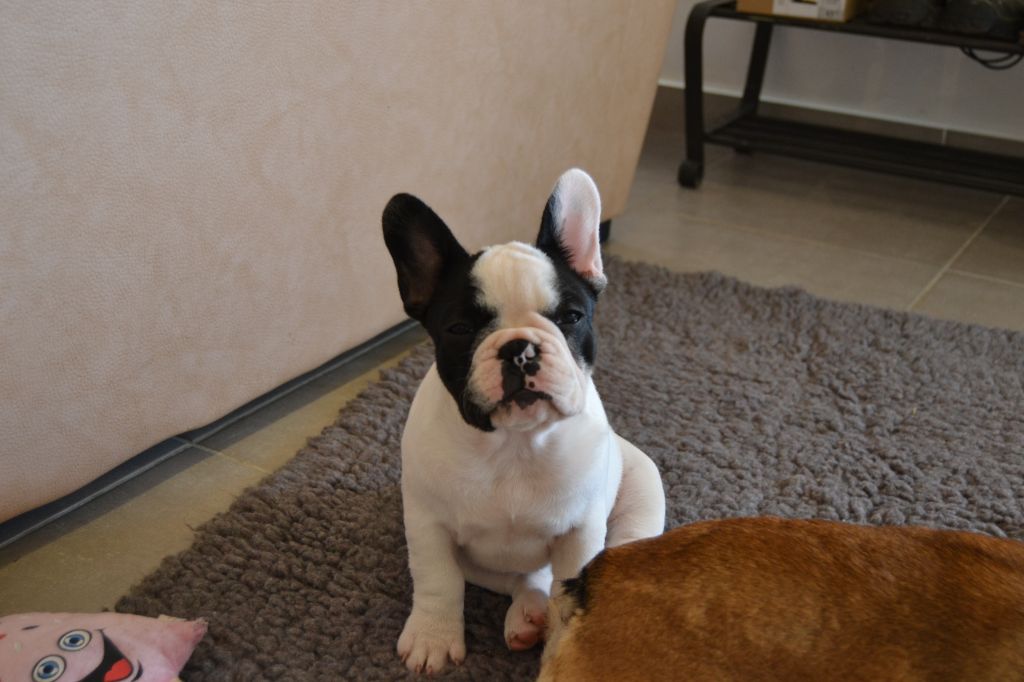 Publication : de la Roubine du Roy Auteur : Ghislaine HAREL