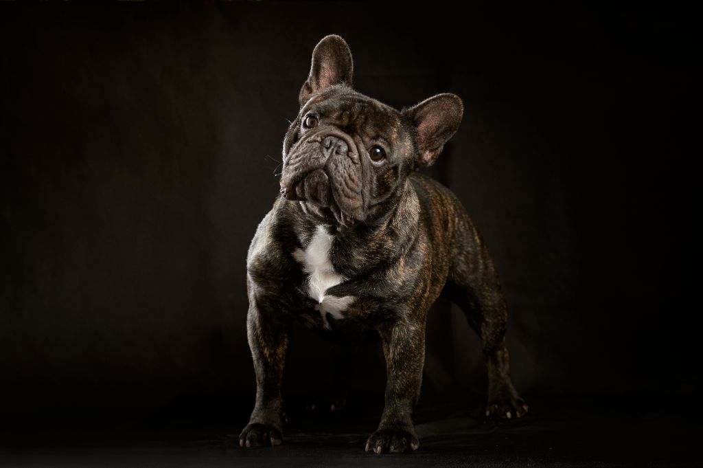 CH. Kelvin klyain silbern rauch