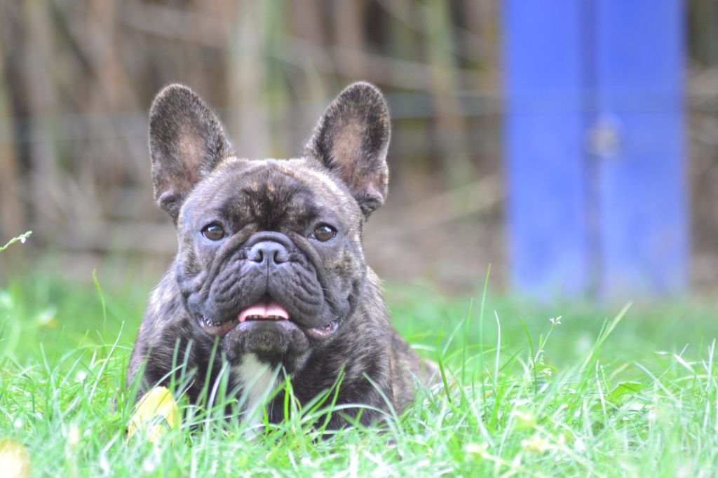 Publication : de la Roubine du Roy Auteur : Ludovic GARCIA