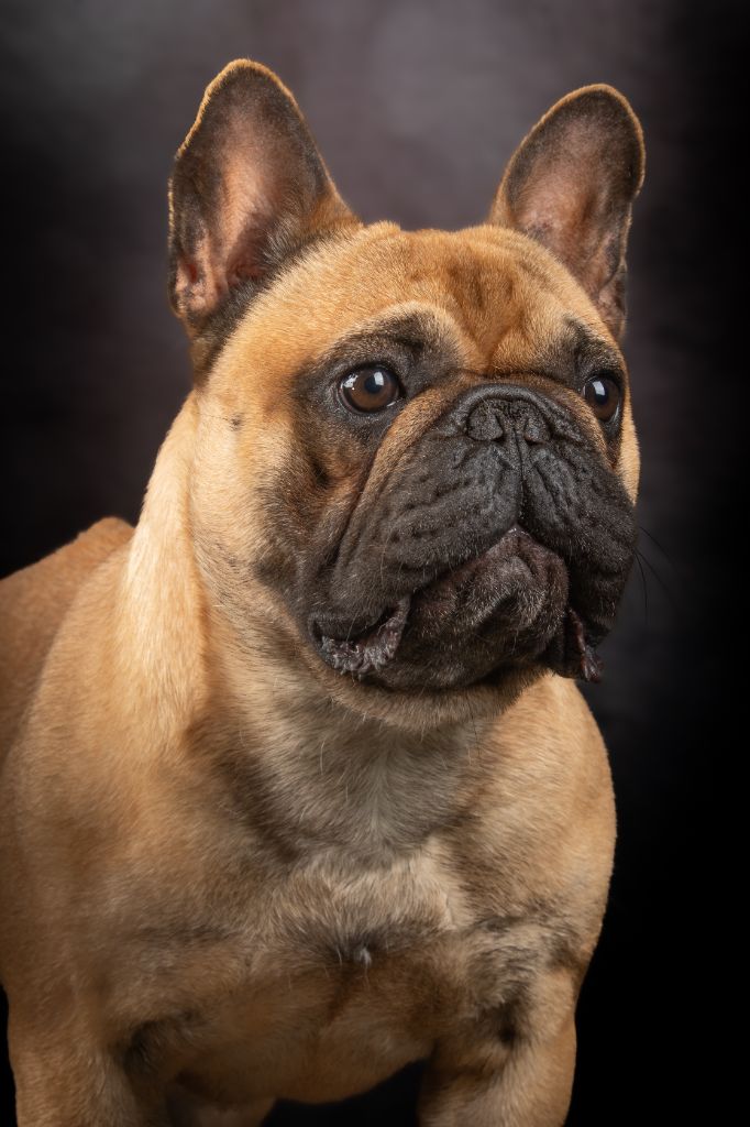 Lancelot silbern rauch