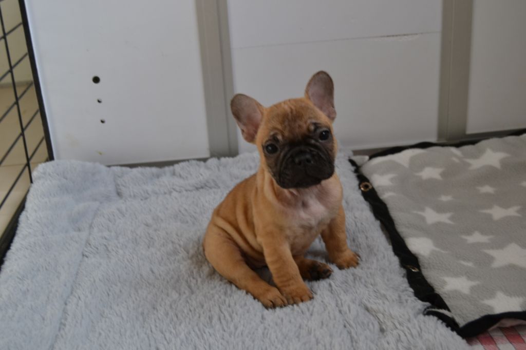 Chiot Bouledogue français, PICCOLA, femelle disponible en