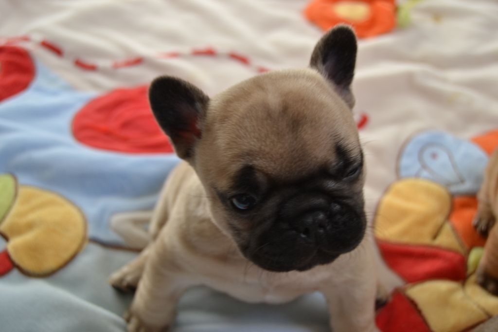 Chiot Bouledogue français, PRINCESS, femelle disponible en