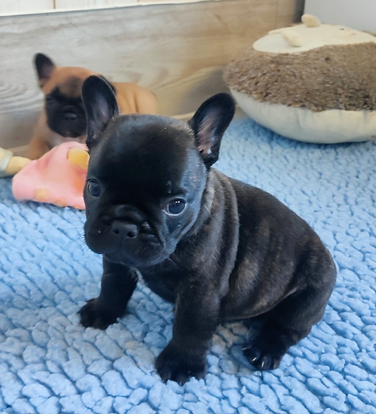 Bouledogue français - de la Roubine du Roy