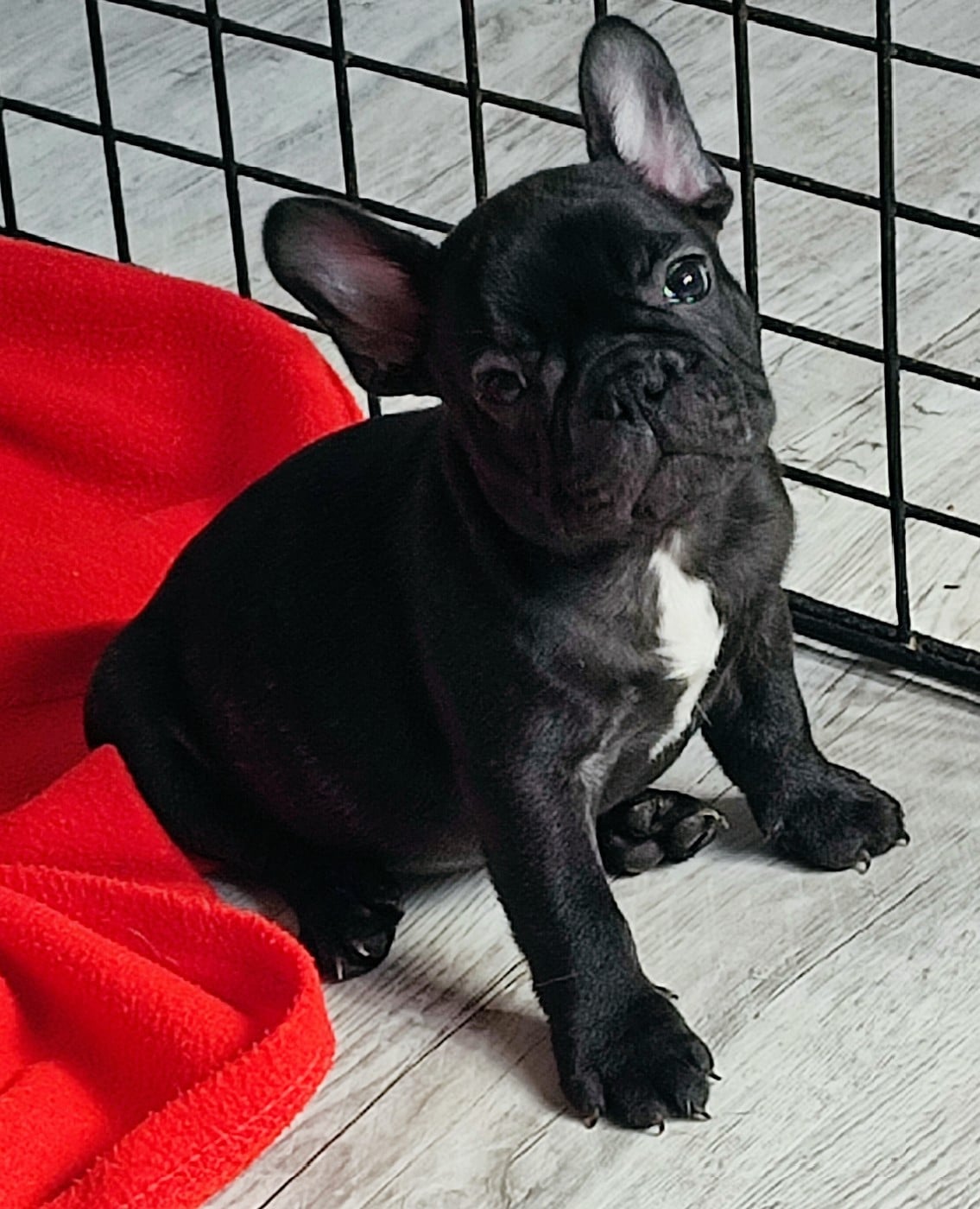 Bouledogue français - de la Roubine du Roy