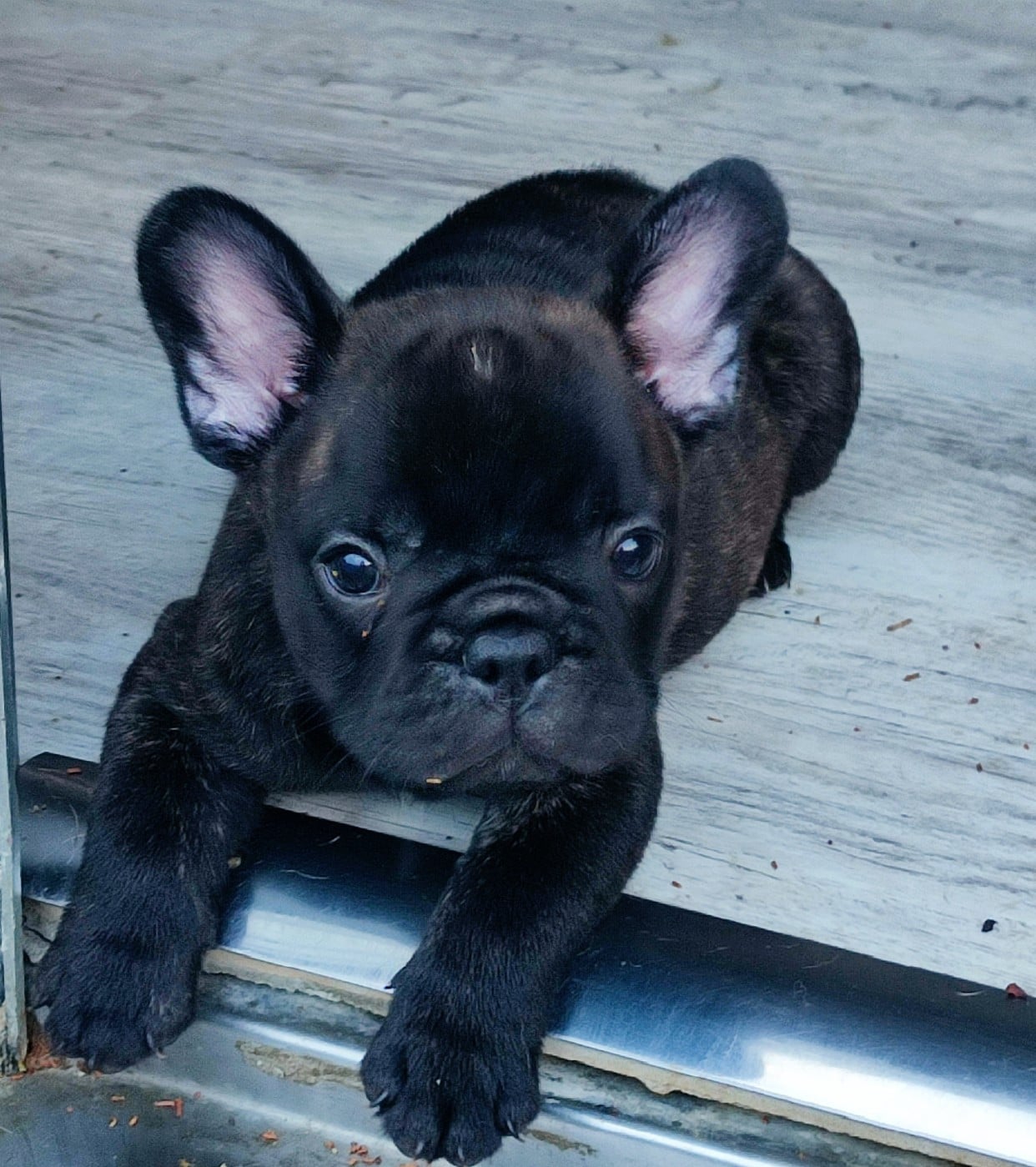 Bouledogue français - de la Roubine du Roy