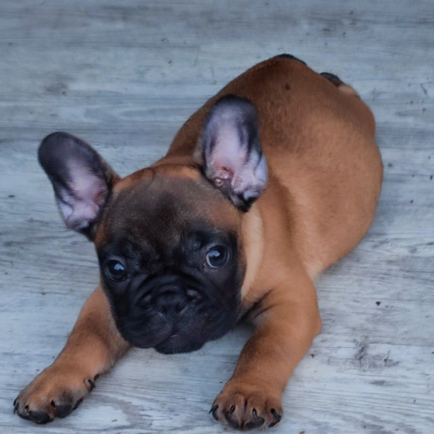 Bouledogue français - de la Roubine du Roy