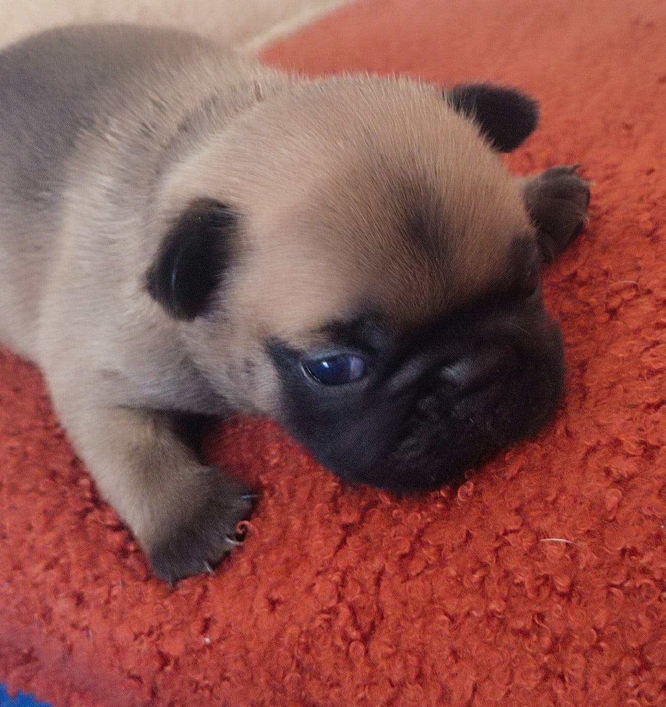 Chiot N°2 - Bouledogue français