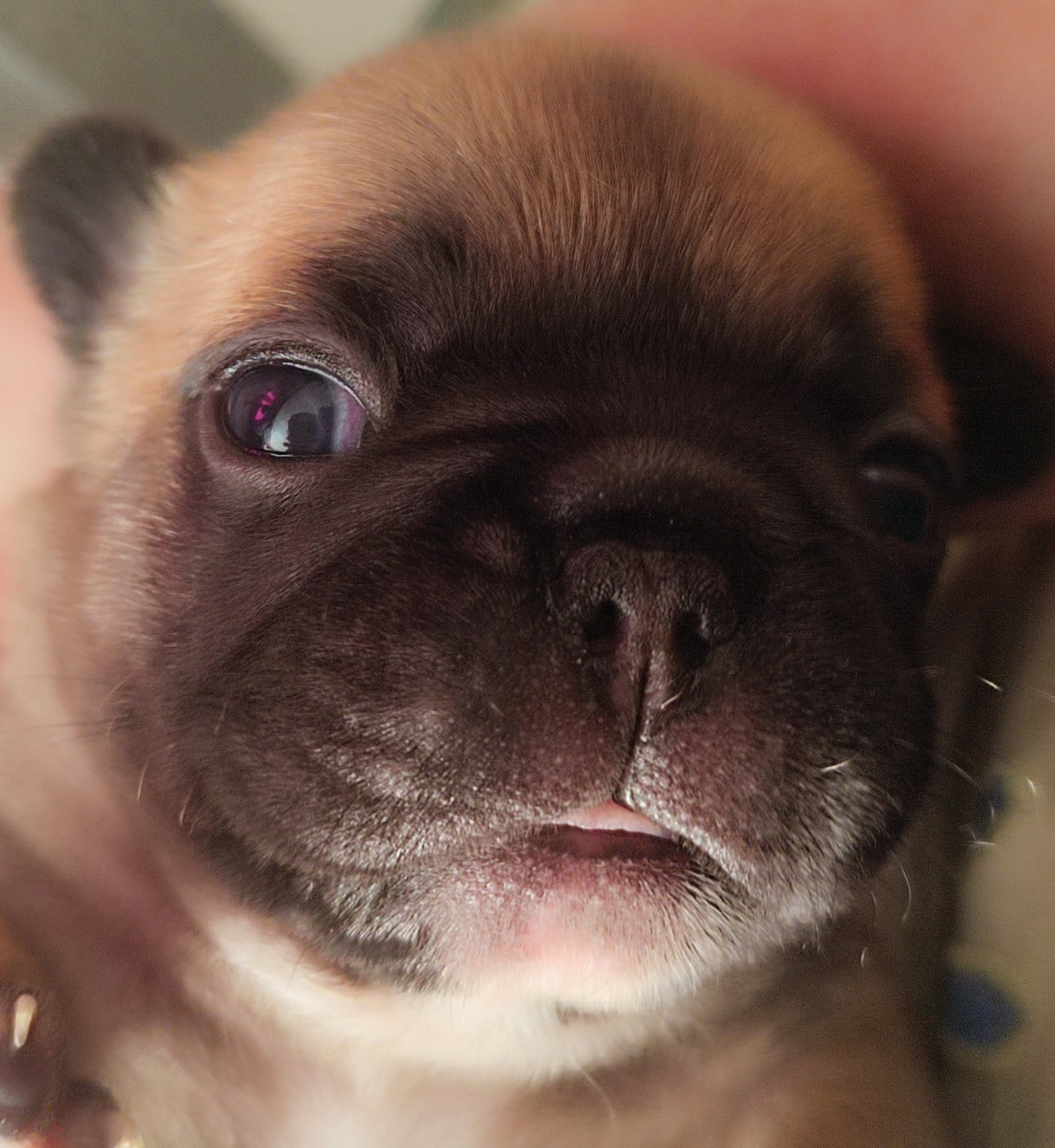 Chiot N°4 - Bouledogue français