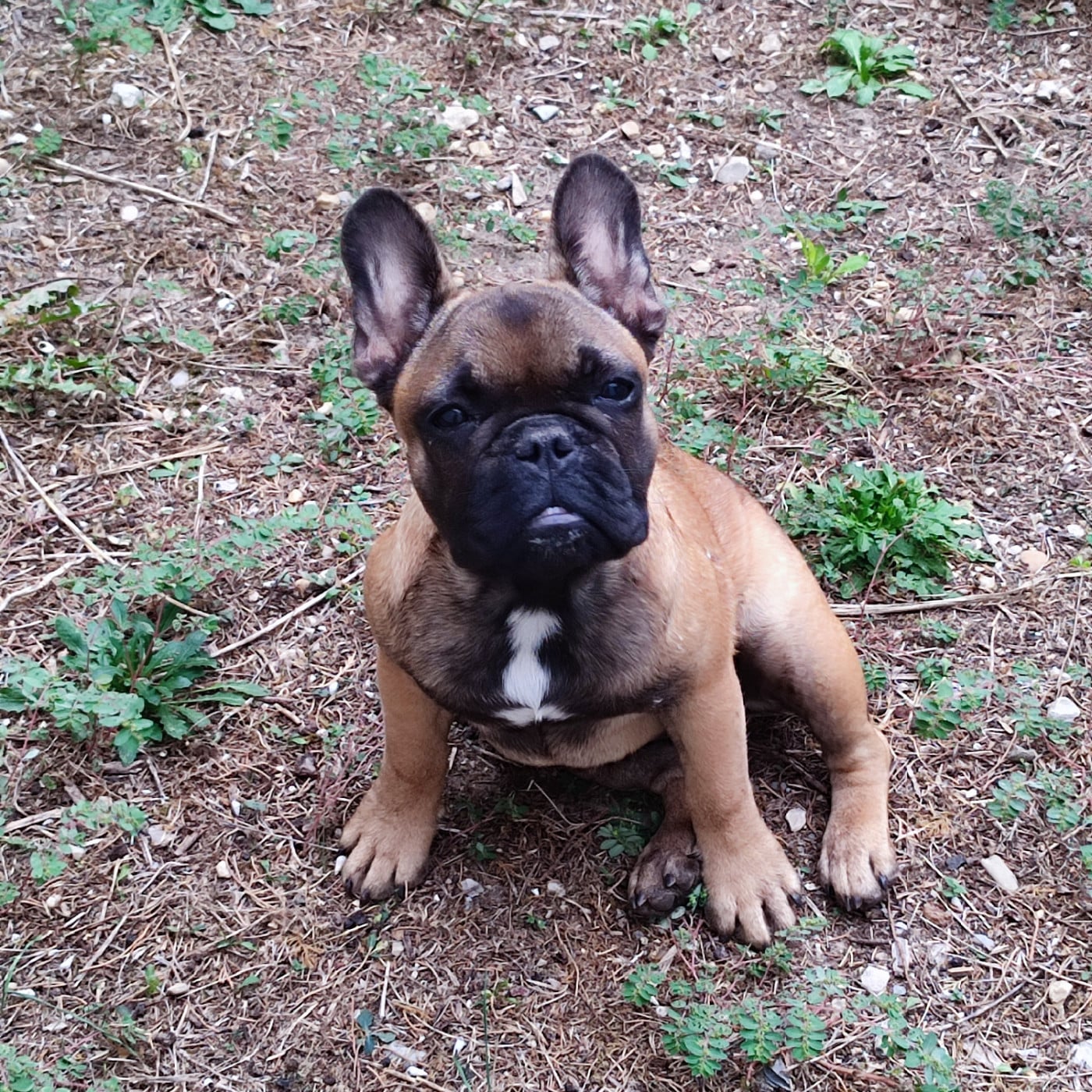 Chiot N°7