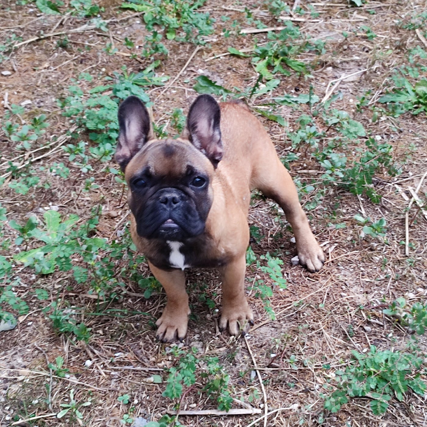 Chiot N°7