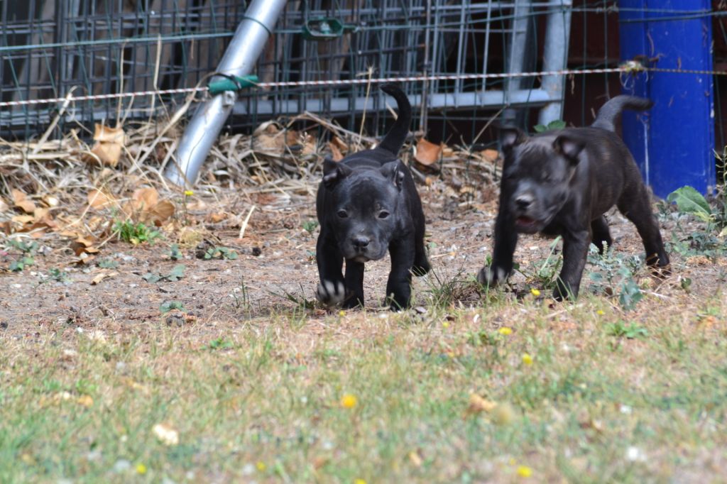 OSLO - Staffordshire Bull Terrier