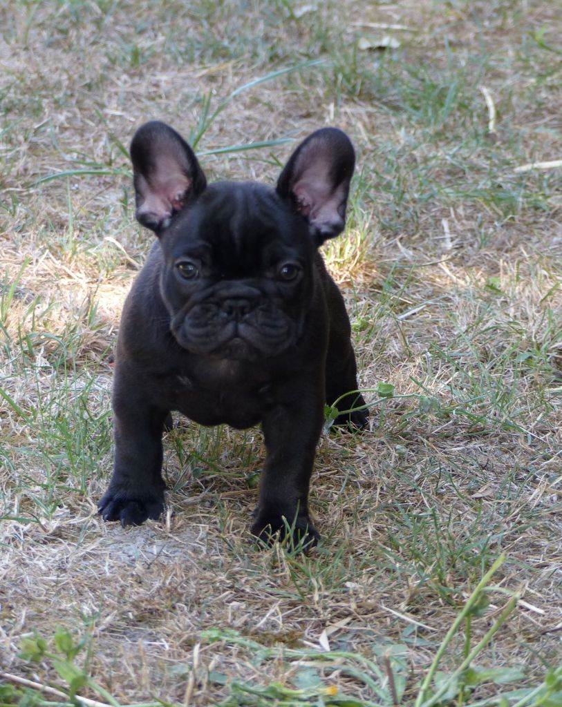 Chiot Bouledogue français, femelle disponible en Provence