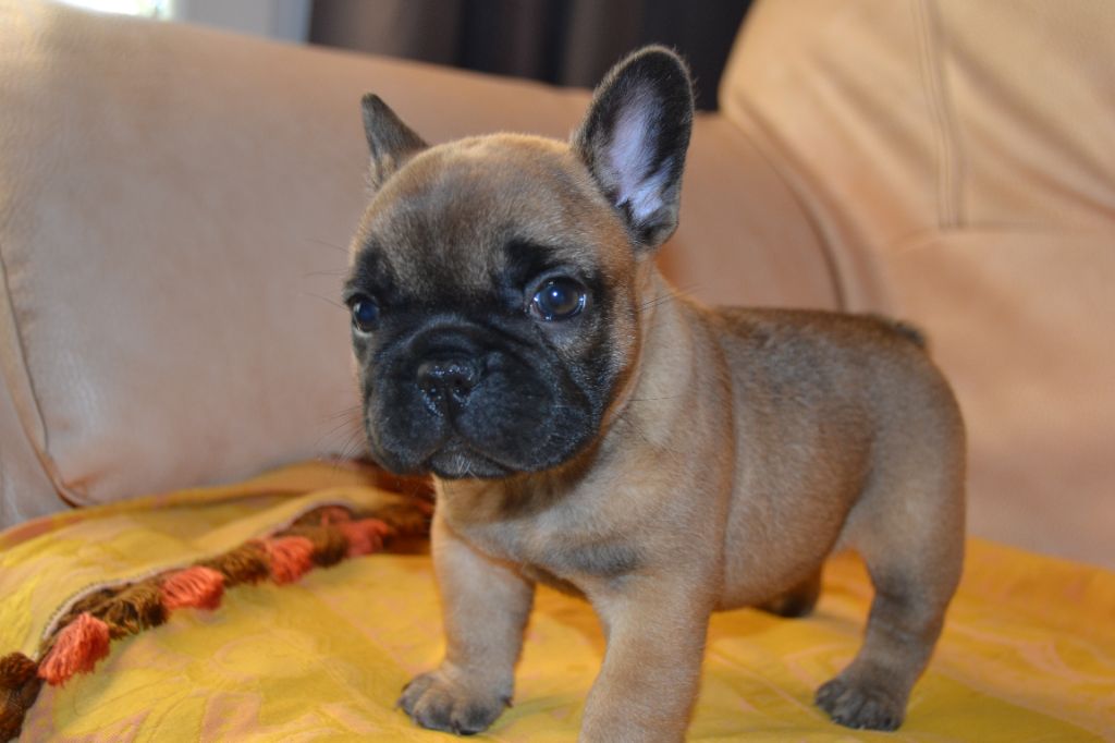 Chiot Bouledogue français, femelle disponible en Provence