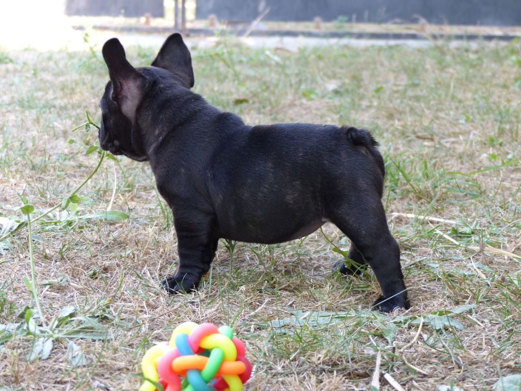 Chiot Bouledogue français, femelle disponible en Provence