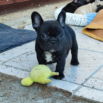 Les chiots de Bouledogue français
