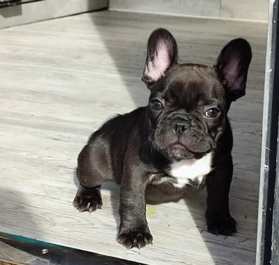 Les chiots de Bouledogue français