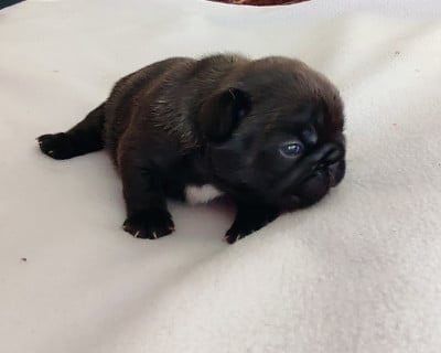 Les chiots de Bouledogue français