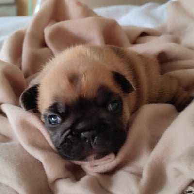 Les chiots de Bouledogue français