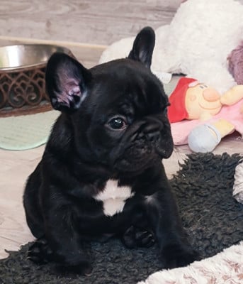 Les chiots de Bouledogue français