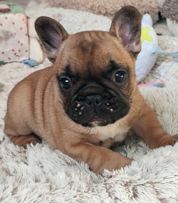 Les chiots de Bouledogue français