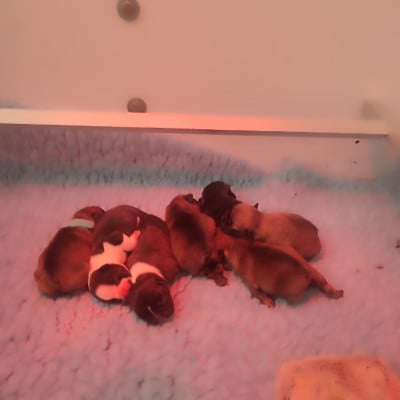 Les chiots de Bouledogue français