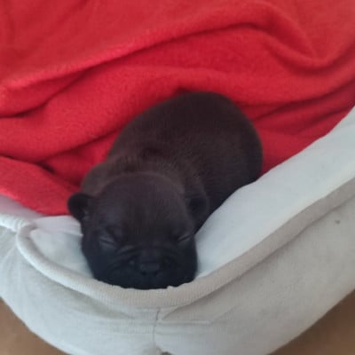 Les chiots de Bouledogue français