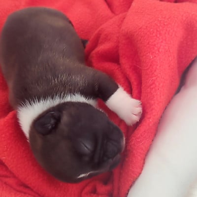Les chiots de Bouledogue français